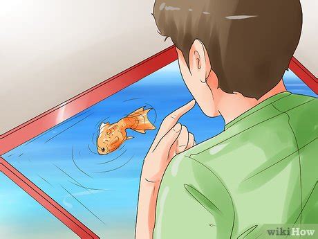 how to humanely kill a fish|How to Humanely Kill an Aquarium Fish: A Compassionate Guide .